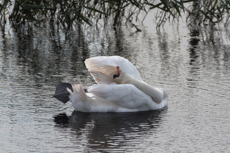 Swan preening | Selby Camera Club